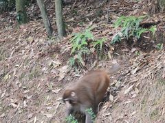 -缙云山景区