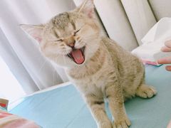 -猫大福·Fortune Cat猫舍(百子湾店)
