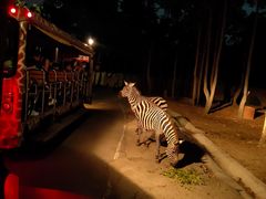 -清迈夜间动物园