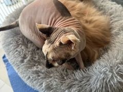 -平行世界·猫咖(首经贸店)