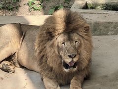 -西霞口神雕山野生动物世界