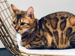 -Heymao猫咖.咖啡厅(东门店)