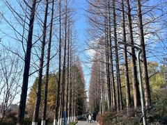 -昆山城市生态森林公园