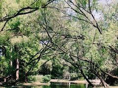 -上海共青森林公园