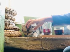 -猫猫幼稚园·撸猫·桌游·电玩
