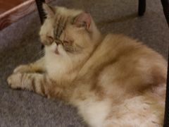 -猫色咖啡·猫咖