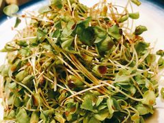 凉爽荞麦苗-兴农记