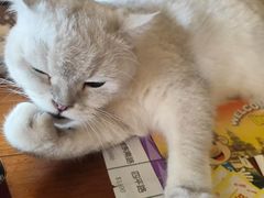 -猫猫幼稚园·撸猫·桌游·电玩