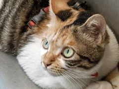 -Again Coffee Roaster(香蜜湖店)