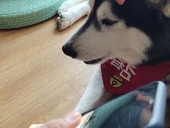 -Husky Go! 哈士奇体验馆·宠物咖啡厅狗咖