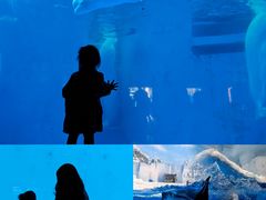 -海合安成都极地海洋公园