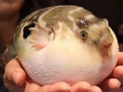 镇江秧草烧豚鱼-永安鱼庄·镇江菜(东吴路店)