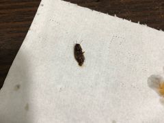 -大嘴巴小吃店(琴台街店)