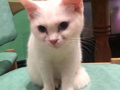 -猫色咖啡·猫咖