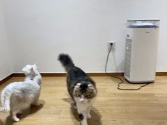 -1013 PET SHOP精品宠物商店(丁香店)