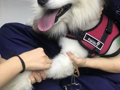 -谐和益家动物医院·免疫绝育·血液透析·宠保定点医院(高新伊藤分院)