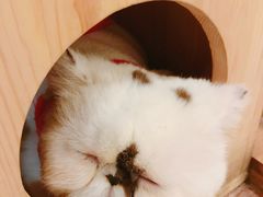 -more than meow吴止猫主题餐厅(承德 中船汇店)