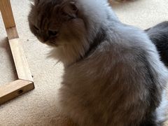 -猫友咖啡店(玉林西路店)