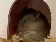 -钓仓鼠(洋桥北里小区店)