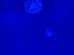 -福州罗源湾海洋世界旅游区