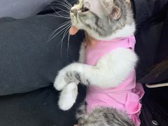 -瑞派天宁宠物医院·猫科·异宠中心