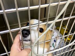 -艾贝尔宠物医院 ·内科全科(梁溪路店)