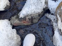 -峡谷浮石林景区