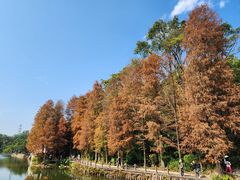 -深圳仙湖植物园