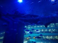 -成都浩海立方海洋公园