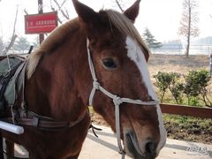 -苏州太湖牛仔风情度假村