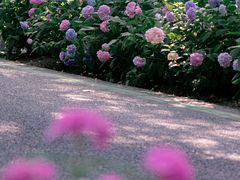 -合肥滨湖国家森林公园