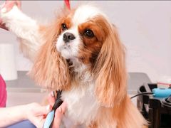 -安安宠医宠物医院·异宠·犬猫内科(岳阳分院)