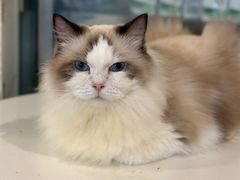 -楼上猫咖(罗湖店)