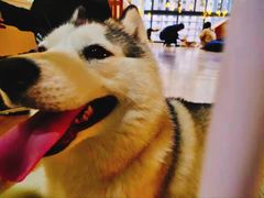 -Husky Go! 哈士奇体验馆·宠物咖啡厅狗咖