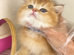 -lincat·猫舍(广州店)