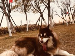 -白鹭湾湿地公园