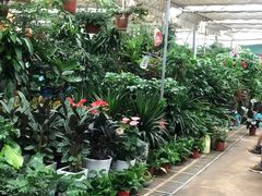 -秦美花卉(天朗·莱茵小城2期店)