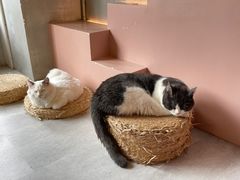 -猫儿山۰猫主题餐厅