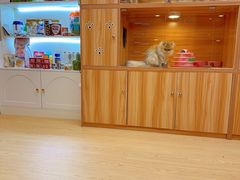 -猫十亿·布偶金渐层·曼基康矮脚猫舍(青年路店)