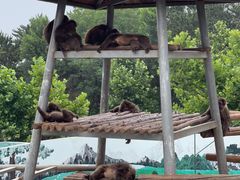 -西霞口神雕山野生动物世界