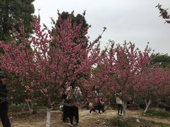 -秀丽东方
