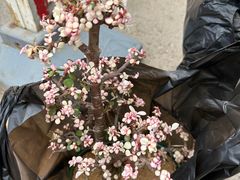 -朝来春花卉市场