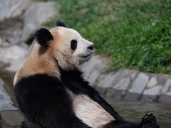 -卧龙中华大熊猫苑神树坪基地