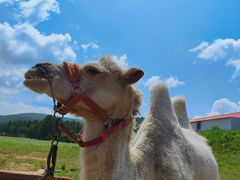 -塞罕坝国家级自然保护区