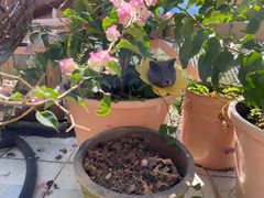 -喵屿·大理花园猫咖