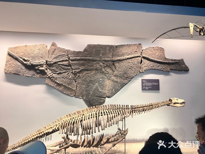 自贡恐龙博物馆图片