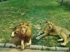 -北京野生动物园