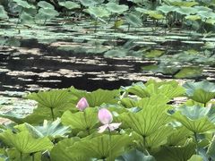 -棒棰岛宾馆景区