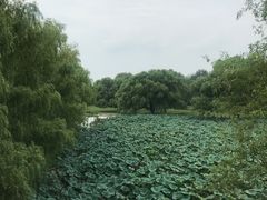 -北京麋鹿生态实验中心