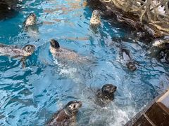 -华夏文旅海洋公园